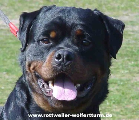 EXEL VOM WEISSEN SCHWAN ROTTWEILER MALE