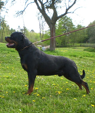EXEL VOM WEISSEN SCHWAN ROTTWEILER MALE
