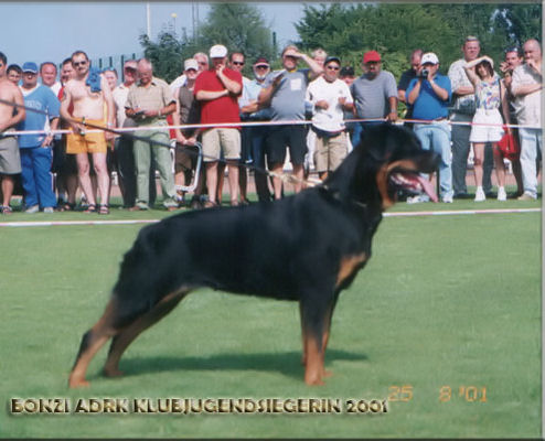 BONA OD DRAGICEVICA ROTTWEILER FEMALE