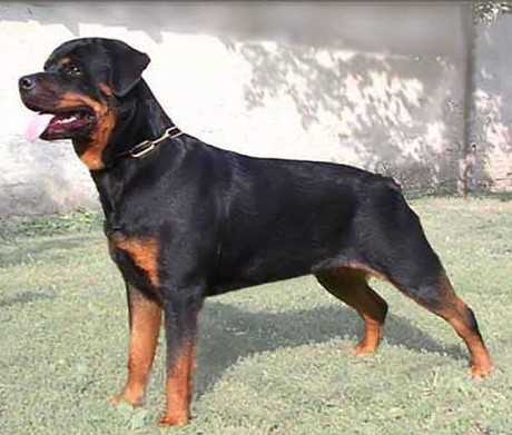 BONA OD DRAGICEVICA ROTTWEILER FEMALE