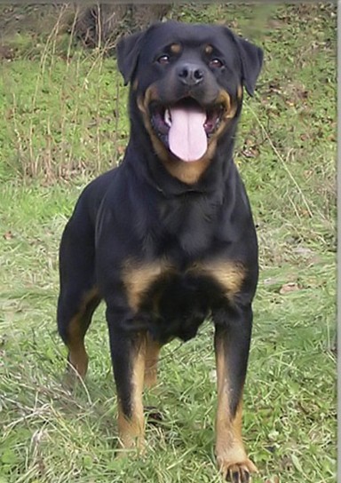 BONA OD DRAGICEVICA ROTTWEILER FEMALE
