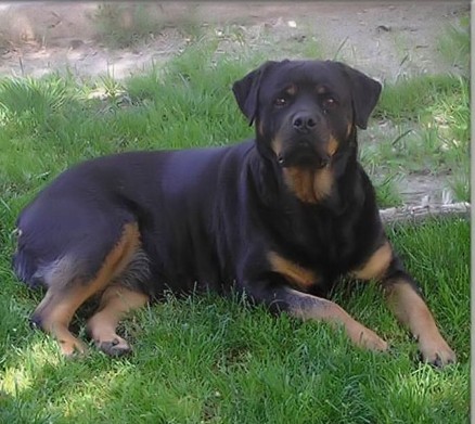 BONA OD DRAGICEVICA ROTTWEILER FEMALE