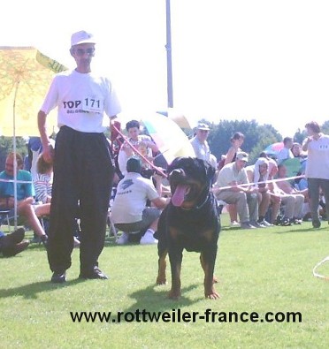 MORRO VOM HAUSE MARKER ROTTWEILER MALE