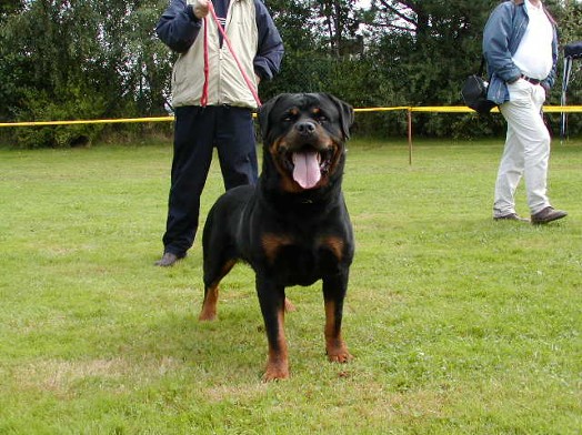 MORRO VOM HAUSE MARKER ROTTWEILER MALE