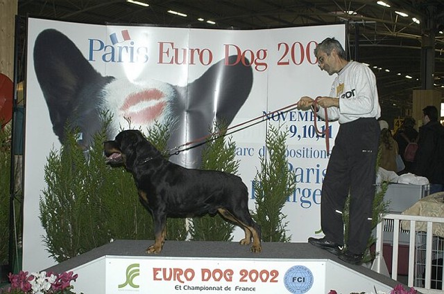 MORRO VOM HAUSE MARKER ROTTWEILER MALE