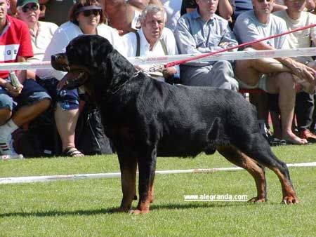 MORRO VOM HAUSE MARKER ROTTWEILER MALE