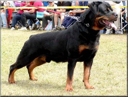 MORRO VOM HAUSE MARKER ROTTWEILER MALE