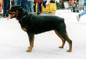 BONA VOM HAMMERBACHTAL ROTTWEILER FEMALE