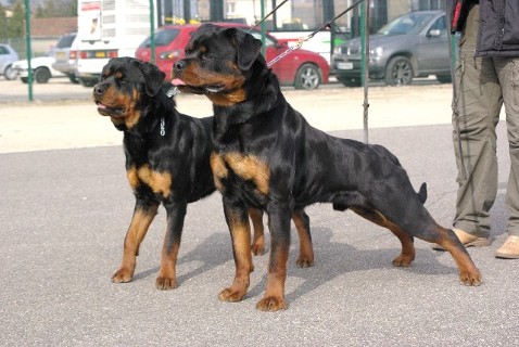 BURNING DES PRINCES D'ARAGONE ROTTWEILER MALE