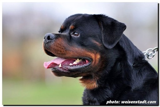 BURNING DES PRINCES D'ARAGONE ROTTWEILER MALE