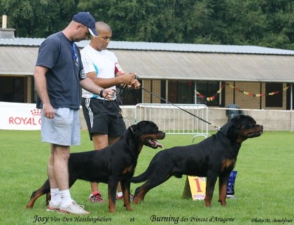 BURNING DES PRINCES D'ARAGONE ROTTWEILER MALE