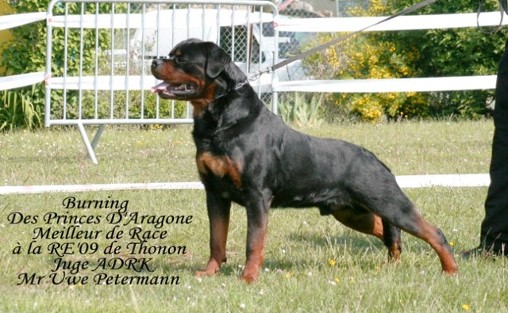 LENNOX VOM WEISSEN SCHWAN