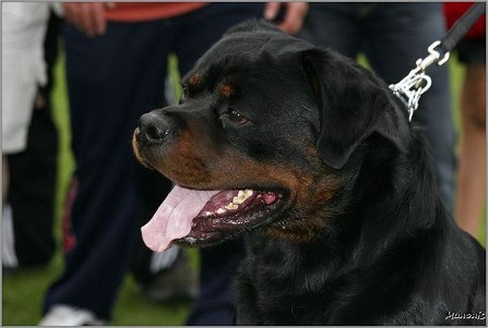BURNING DES PRINCES D'ARAGONE ROTTWEILER MALE