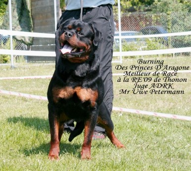 BURNING DES PRINCES D'ARAGONE ROTTWEILER MALE