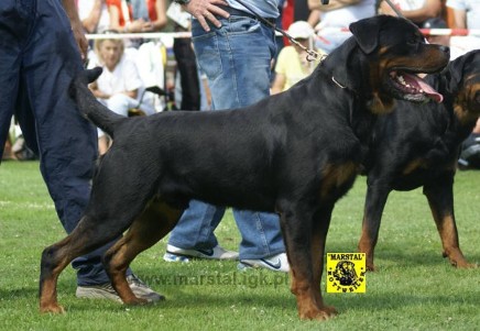 BURNING DES PRINCES D'ARAGONE ROTTWEILER MALE