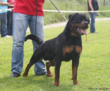 BURNING DES PRINCES D'ARAGONE ROTTWEILER MALE