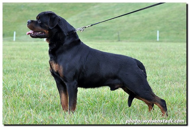 BURNING DES PRINCES D'ARAGONE ROTTWEILER MALE