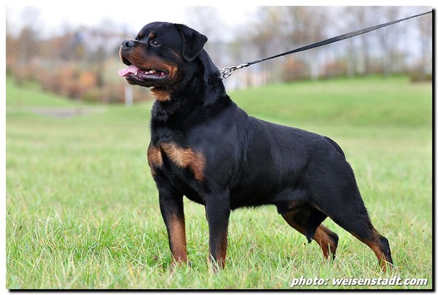 BURNING DES PRINCES D'ARAGONE ROTTWEILER STUD MALE