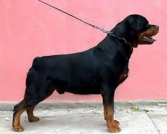 BRANDO VOM KELEMAN ROTTWEILER STUD MALE