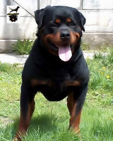 BRANDO VOM KELEMAN ROTTWEILER STUD MALE