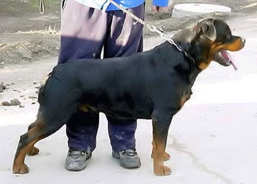 BRANDO VOM KELEMAN ROTTWEILER STUD MALE