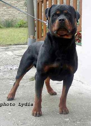 BRANDO VOM KELEMAN ROTTWEILER STUD MALE