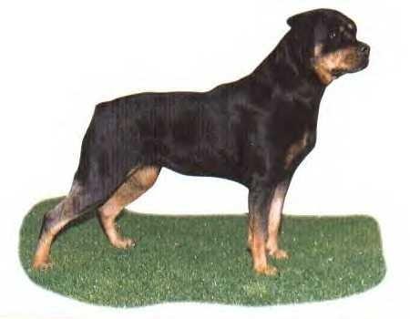 BRISKA VON DER SUDPFALZ FEMALE ROTTWEILER