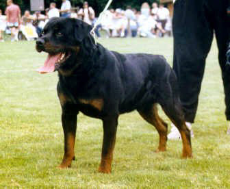 BRUTUS VON DER HAMMERSCHMIEDE ROTTWEILER MALE