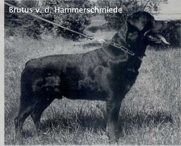 BRUTUS VON DER HAMMERSCHMIEDE ROTTWEILER MALE