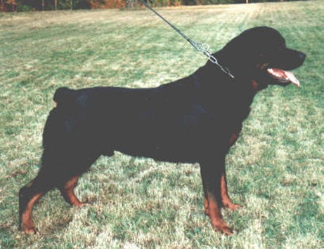 BRUTUS VON DER HAMMERSCHMIEDE ROTTWEILER MALE