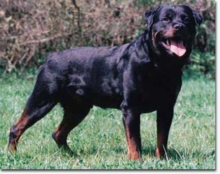BRUTUS VON DER HAMMERSCHMIEDE ROTTWEILER MALE