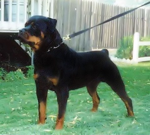 LAUSER VOM SCHWAIGER WAPPEN ROTTWEILER MALE