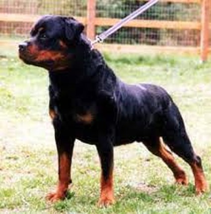 LAUSER VOM SCHWAIGER WAPPEN ROTTWEILER MALE