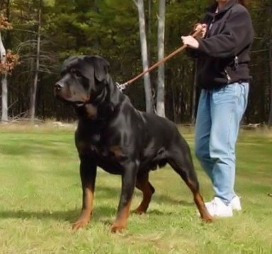 HAKIM VOM HAUSE ENZIAN ROTTWEILER STUD MALE