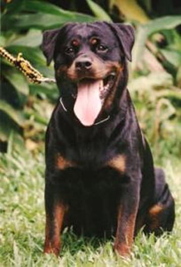 HERA OD DRAGICEVICA FEMALE ROTTWEILER
