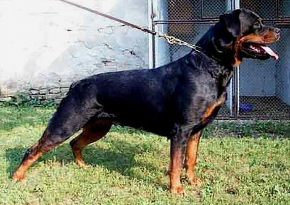 HERA OD DRAGICEVICA FEMALE ROTTWEILER