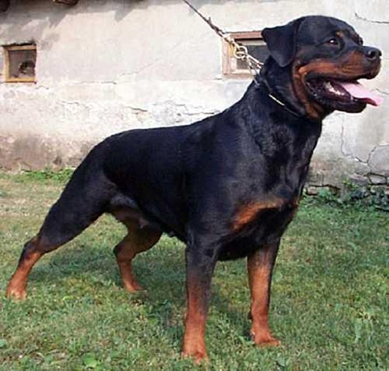 HERA OD DRAGICEVICA FEMALE ROTTWEILER