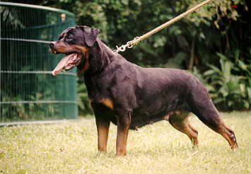 HERA OD DRAGICEVICA FEMALE ROTTWEILER