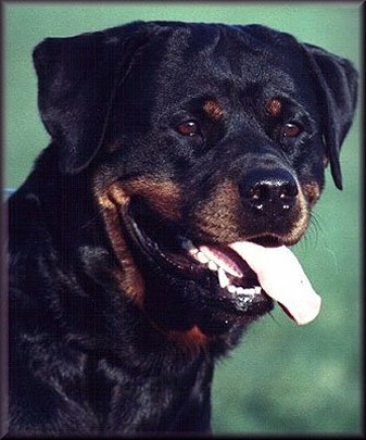 HERA OD DRAGICEVICA FEMALE ROTTWEILER