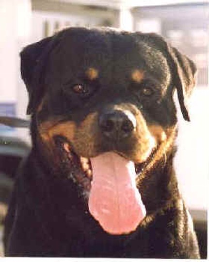 JACKOMO VON DER BLEICHSTRASSE ROTTWEILER MALE