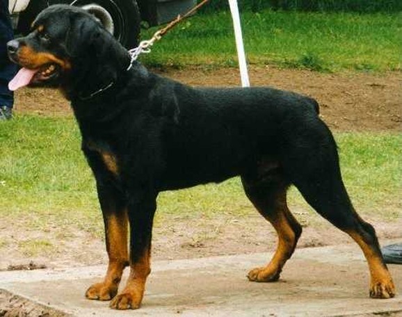 JACKOMO VON DER BLEICHSTRASSE ROTTWEILER MALE