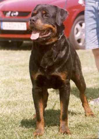 HAKIM VOM BRUNNENWEIBLE ROTTWEILER STUD MALE