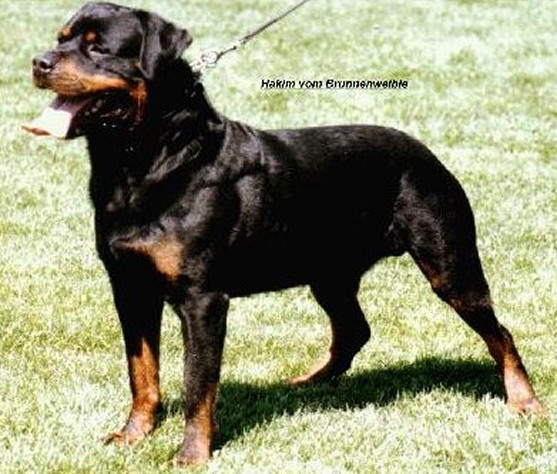 HAKIM VOM BRUNNENWEIBLE ROTTWEILER STUD MALE
