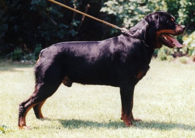 HAKIM VOM BRUNNENWEIBLE ROTTWEILER STUD MALE