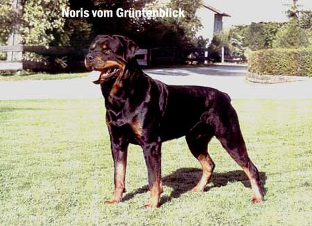 NORRIS VOM GRUNTENBLICK ROTTWEILER STUD MALE