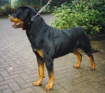 NORRIS VOM GRUNTENBLICK ROTTWEILER STUD MALE
