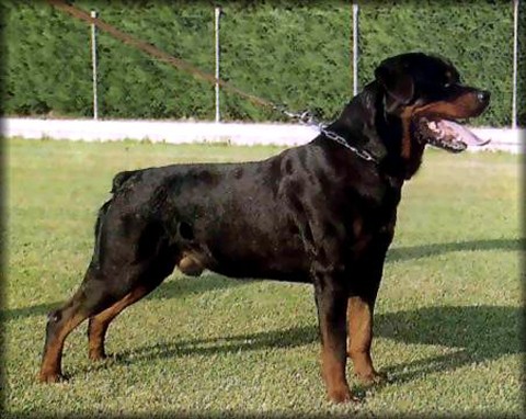 NORRIS VOM GRUNTENBLICK ROTTWEILER STUD MALE