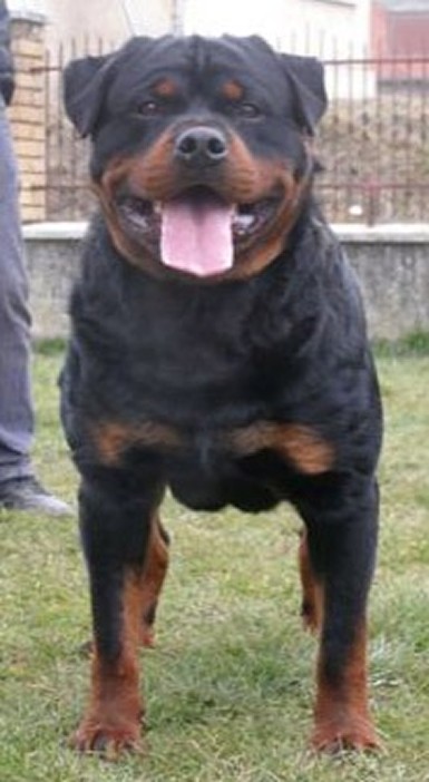 JOY VON DEN HASSBERGHOHEN ROTTWEILER MALE