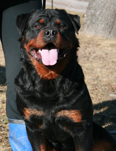 JOY VON DEN HASSBERGHOHEN ROTTWEILER MALE