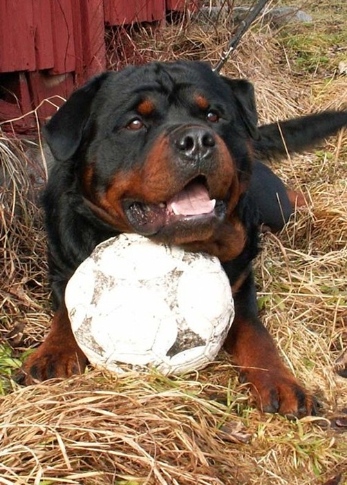 JOY VON DEN HASSBERGHOHEN ROTTWEILER MALE